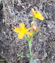 Hypericum thesiifolium