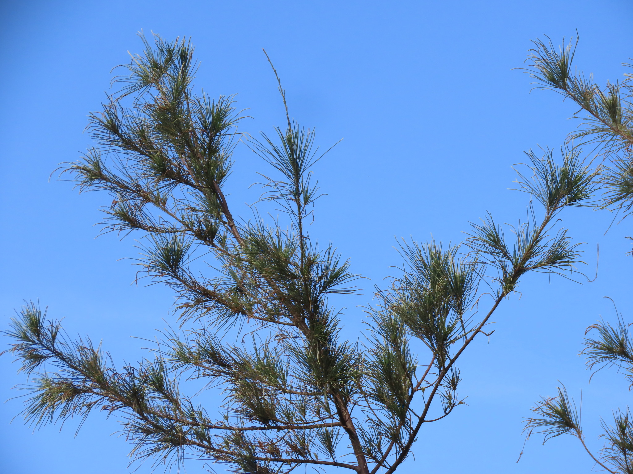 Beach Sheoak (Casuarina equisetifolia)