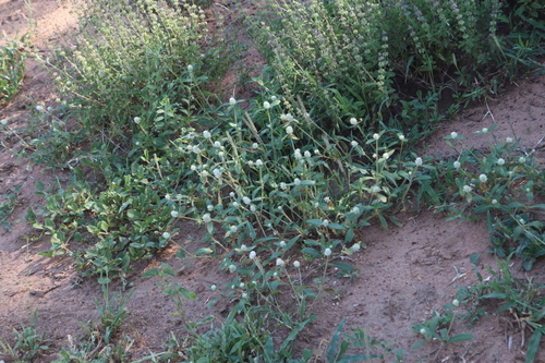 Gomphrena image