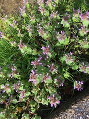 Lamium purpureum