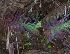 Hypericum thesiifolium