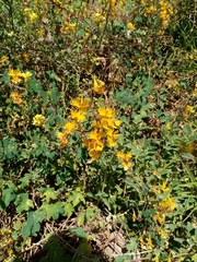 Tropaeolum seemannii