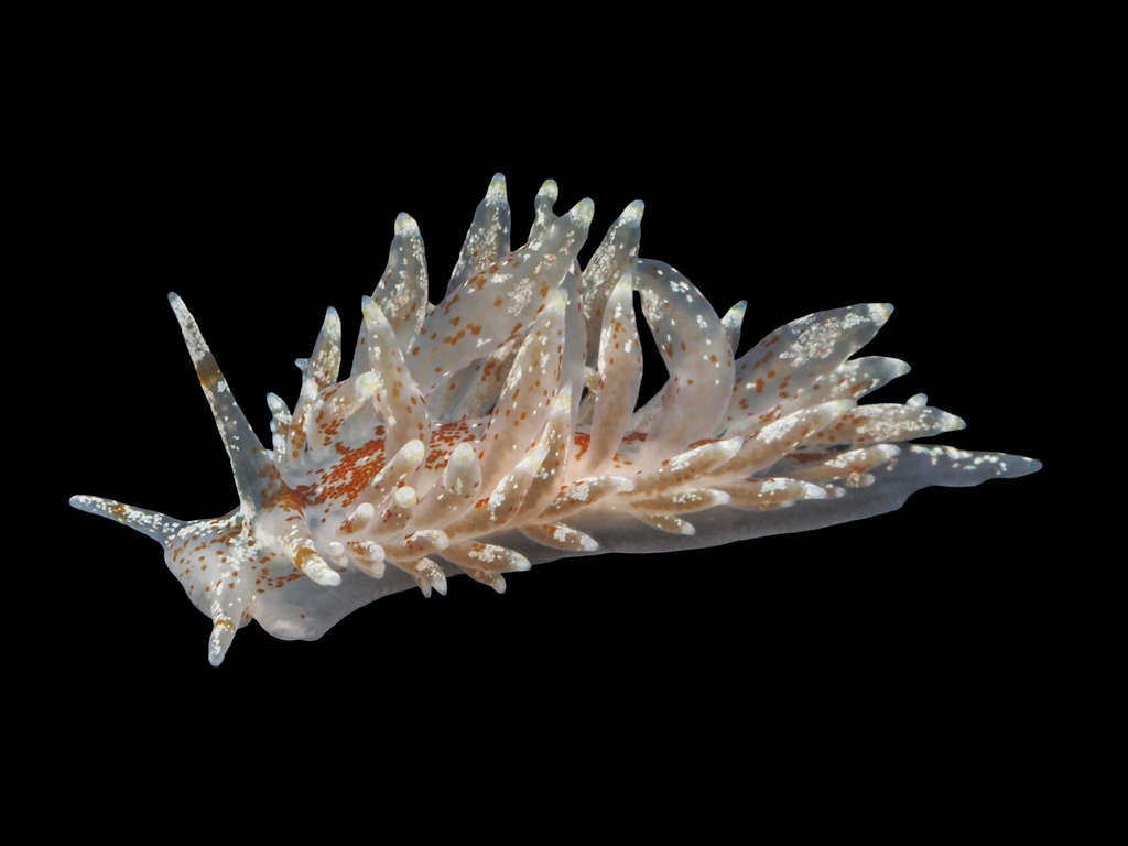 club-gilled nudibranch