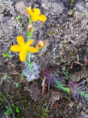 Hypericum thesiifolium