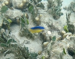 Pomacentrus grammorhynchus