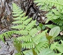 Athyrium asplenioides