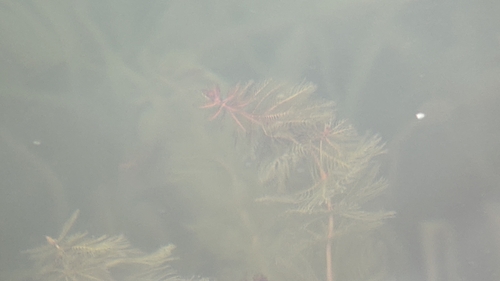 Eurasian water-milfoil (Myriophyllum spicatum)
