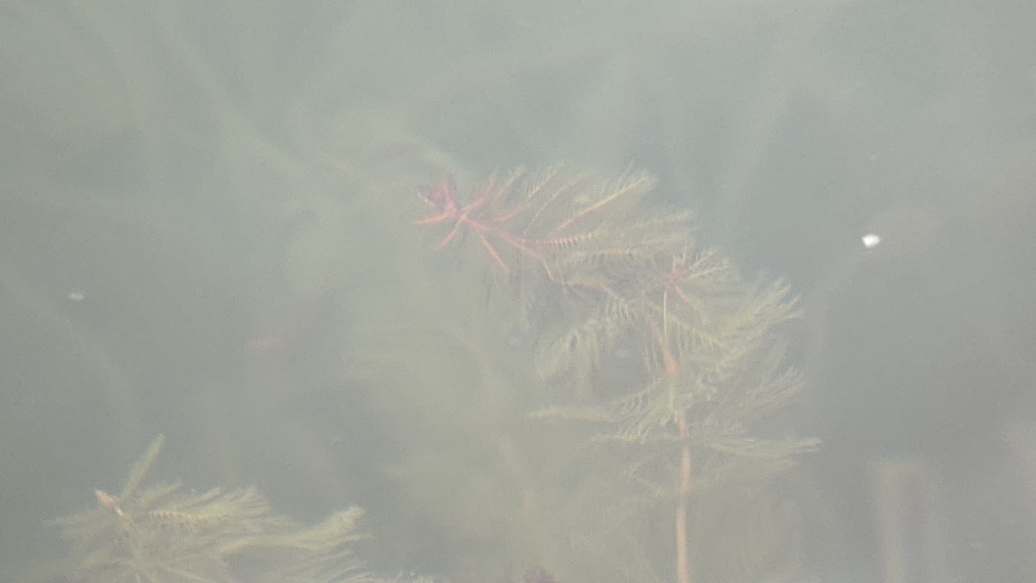 Eurasian Water-Milfoil (Myriophyllum spicatum)