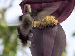 Phaethornis mexicanus