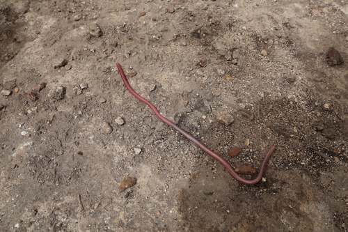 Israeli Worm Snake