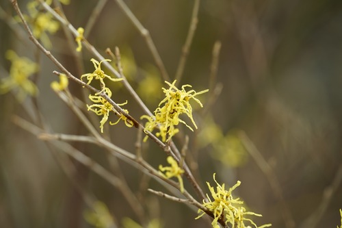 Hamamelis japonica observed 2026-03-27