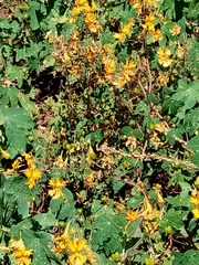 Tropaeolum seemannii