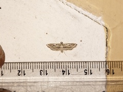 Parapoynx fluctuosalis