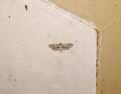 Parapoynx fluctuosalis