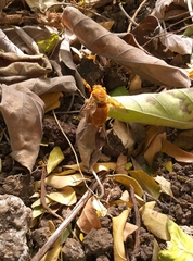 Xylocopa griswoldi