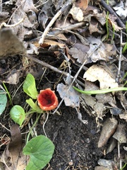 Microstoma protractum