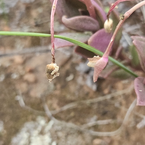 Grahamia australiana (J.M.Black) G.D.Rowley 2