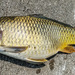 Cyprinus rubrofuscus - Photo (c) H.T.Cheng, μερικά δικαιώματα διατηρούνται (CC BY-NC), uploaded by H.T.Cheng