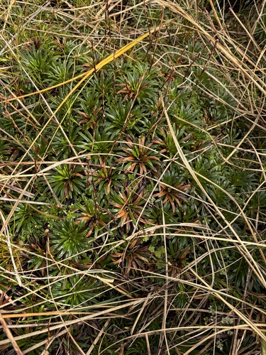 Damnamenia vernicosa, 2026-04-06