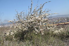 Spiraea aquilegifolia