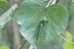 Polyura schreiber