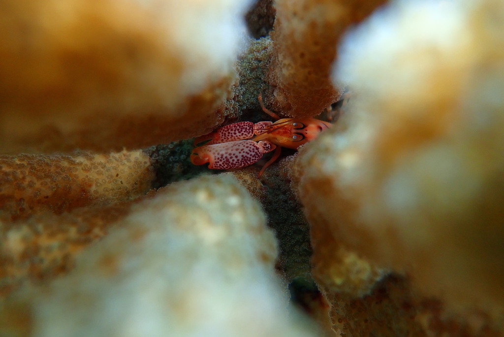 Coral snapping shrimp