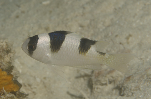 Clear damsel (Amblypomacentrus clarus) — Pomacentridae — 3