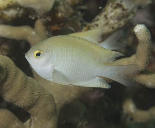 Guardian damselfish (Altrichthys curatus) — Pomacentridae