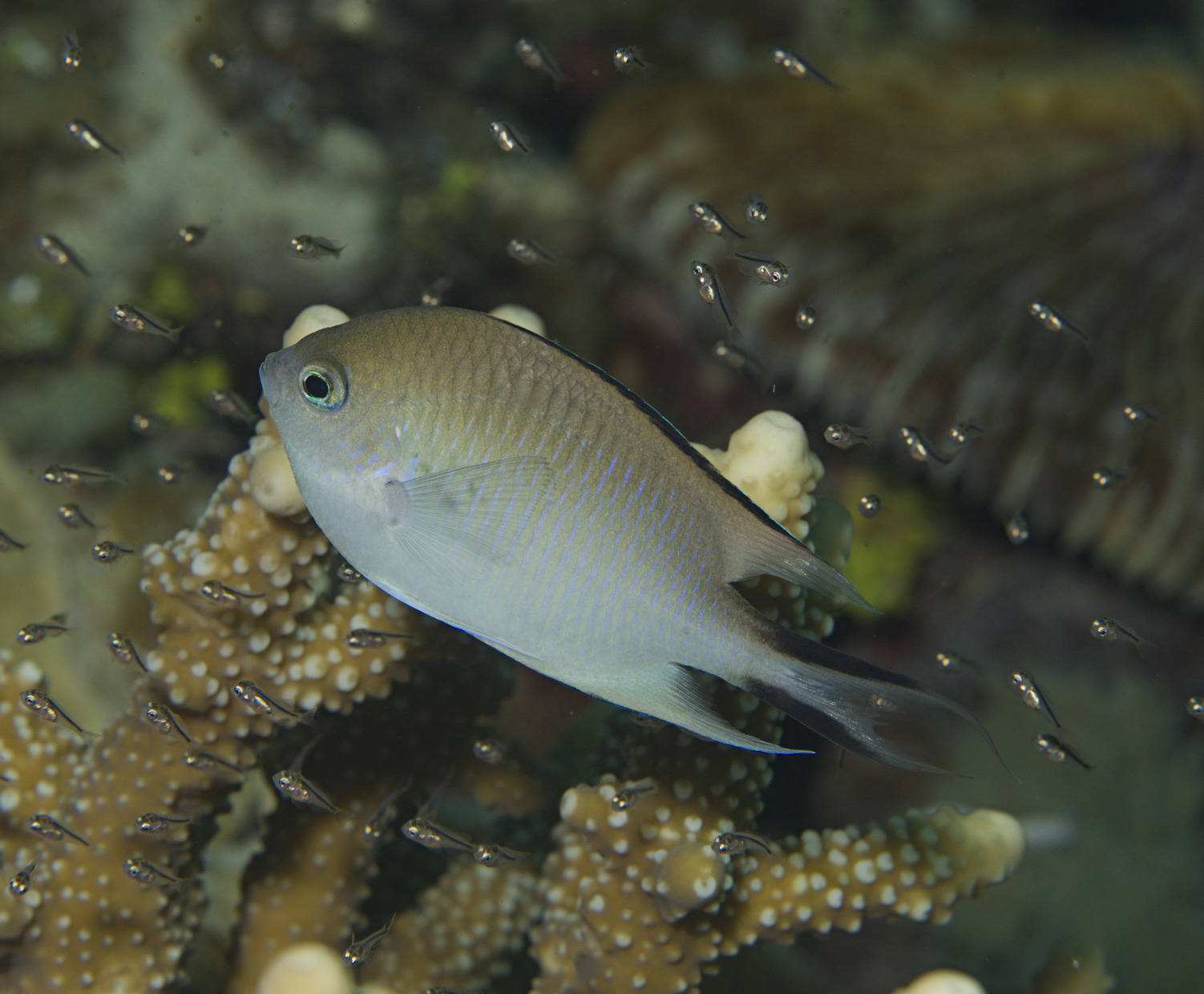 Azure Damsel photo 3