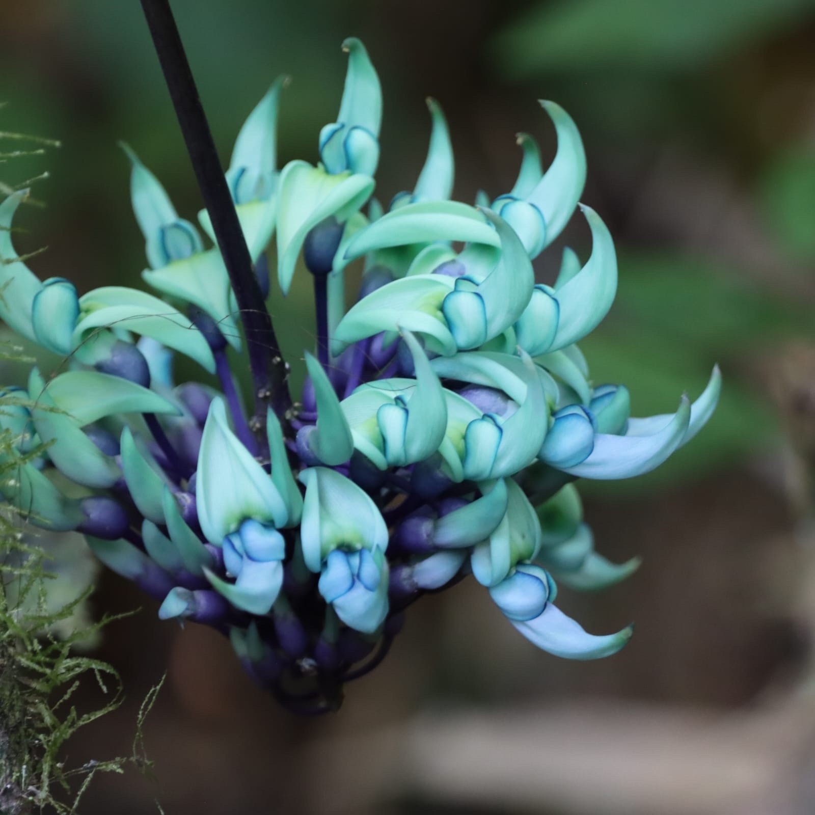 Strongylodon Macrobotrys (Strongylodon macrobotrys)