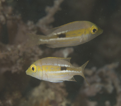 Blackblotch emperor (Lethrinus semicinctus) — Lethrinidae