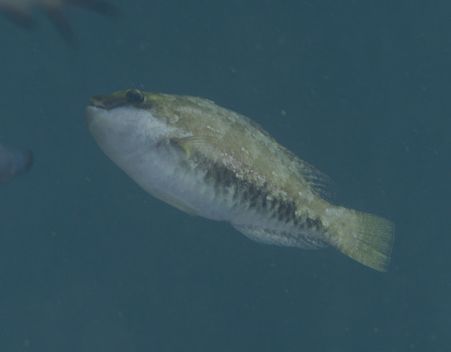 Half-toothed parrot-fish (Calotomus spinidens) — Scaridae