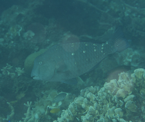 Foto de Pez loro cabezon (Bolbometopon muricatum)