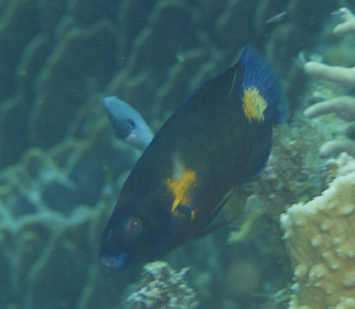 Labropsis manabei observed 2026-04-04