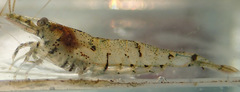 Neocaridina