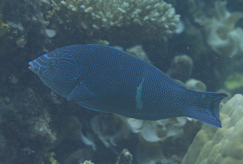 Geographic wrasse (Anampses geographicus) — Labridae