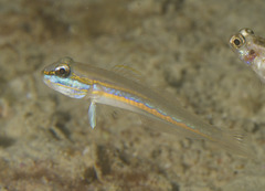Mud Goby photo 1