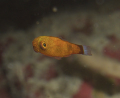 Wasp Pygmy Goby photo 2