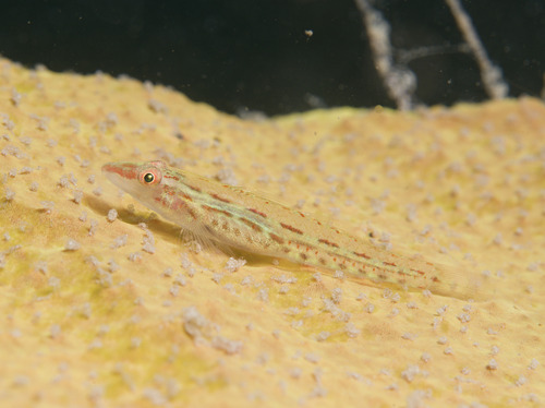 Elongate ghostgoby (Pleurosicya elongata) — Gobiidae — 3