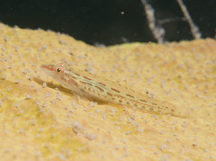 Cling Goby photo 2