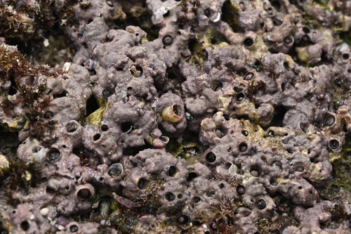 Petaloconchus renisectus