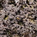 Petaloconchus renisectus