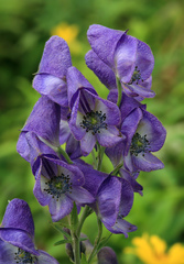 Aconitum sachalinense