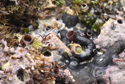 Petaloconchus renisectus observed 2026-03-23