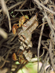 Mischocyttarus angulatus