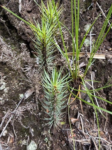 giant moss (Dawsonia superba)