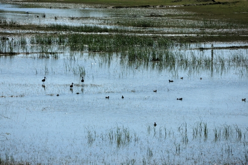 Glossy Ibis