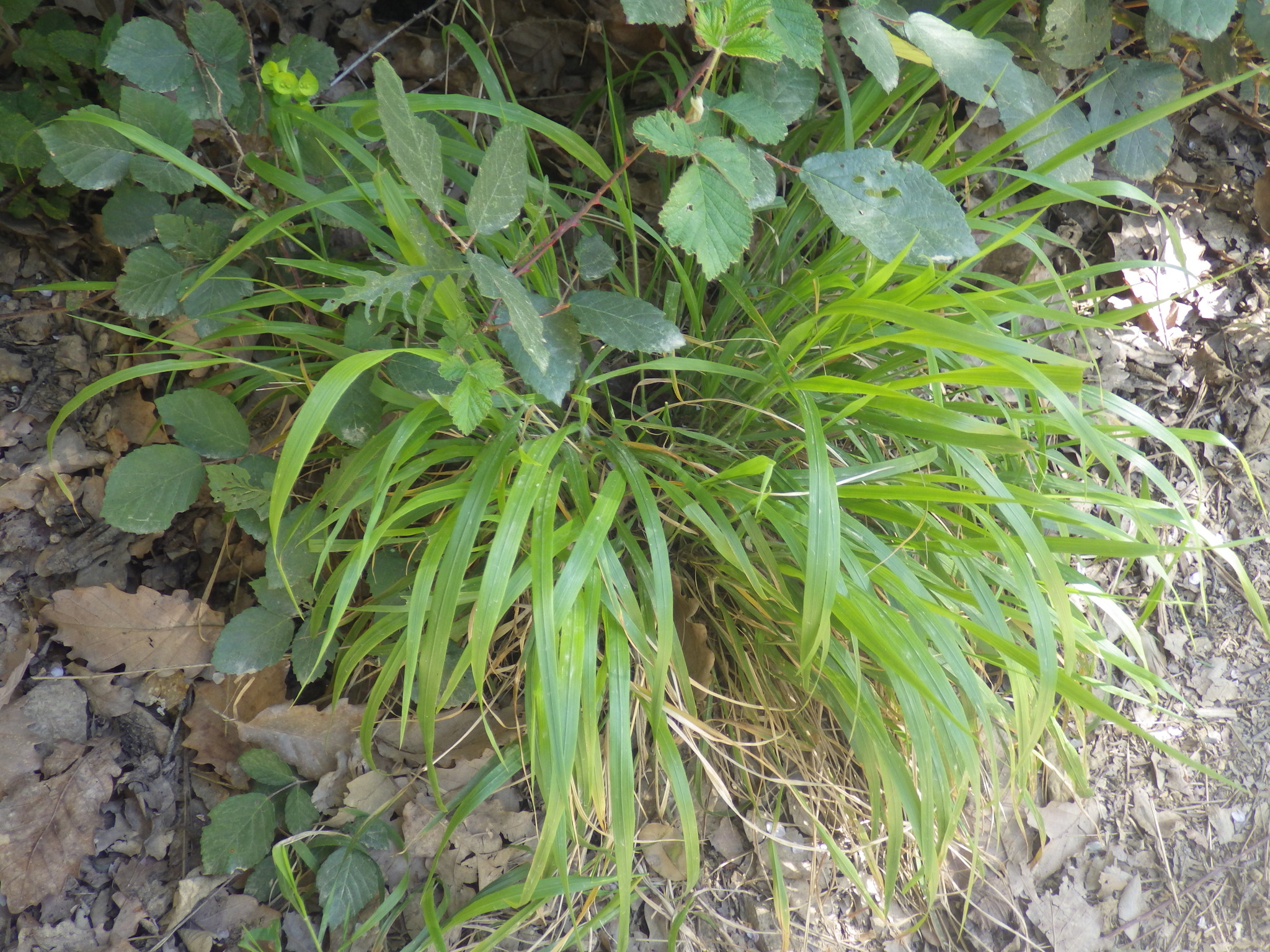 Slender False Brome (Brachypodium sylvaticum)