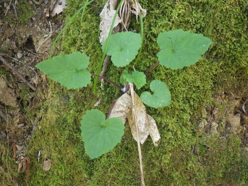 Nettle-leaved Bellflower (Campanula trachelium)