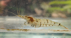 Neocaridina